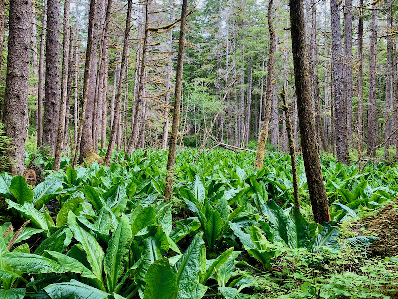 A rainforest scene near on Douglas Island, Alaska